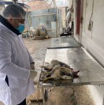 İsmayıllıda qanunsuz fəaliyyət göstərən quş kəsimi sexi aşkarlandı (FOTO)