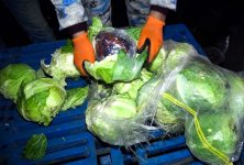 Biləsuvarda “kələm” yükündən külli miqdarda narkotik vasitə aşkar edildi