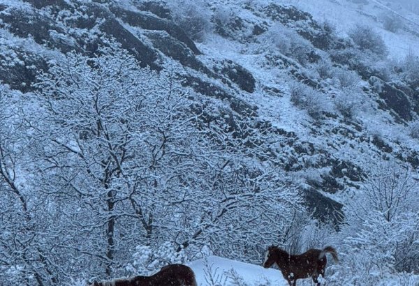 Kəlbəcərə qar yağır (VİDEO)