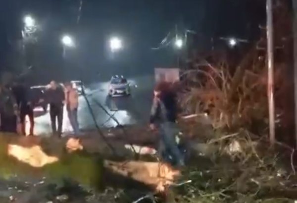 Lənkəran-Lerik avtomobil yolunda ağac aşdı, hərəkətə məhdudiyyət yaradıldı (VİDEO)