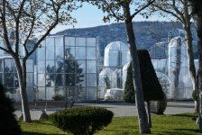 Bakı bulvarındakı kaktuslar bu səbəbdən xüsusi qaydada örtüldü (FOTO)