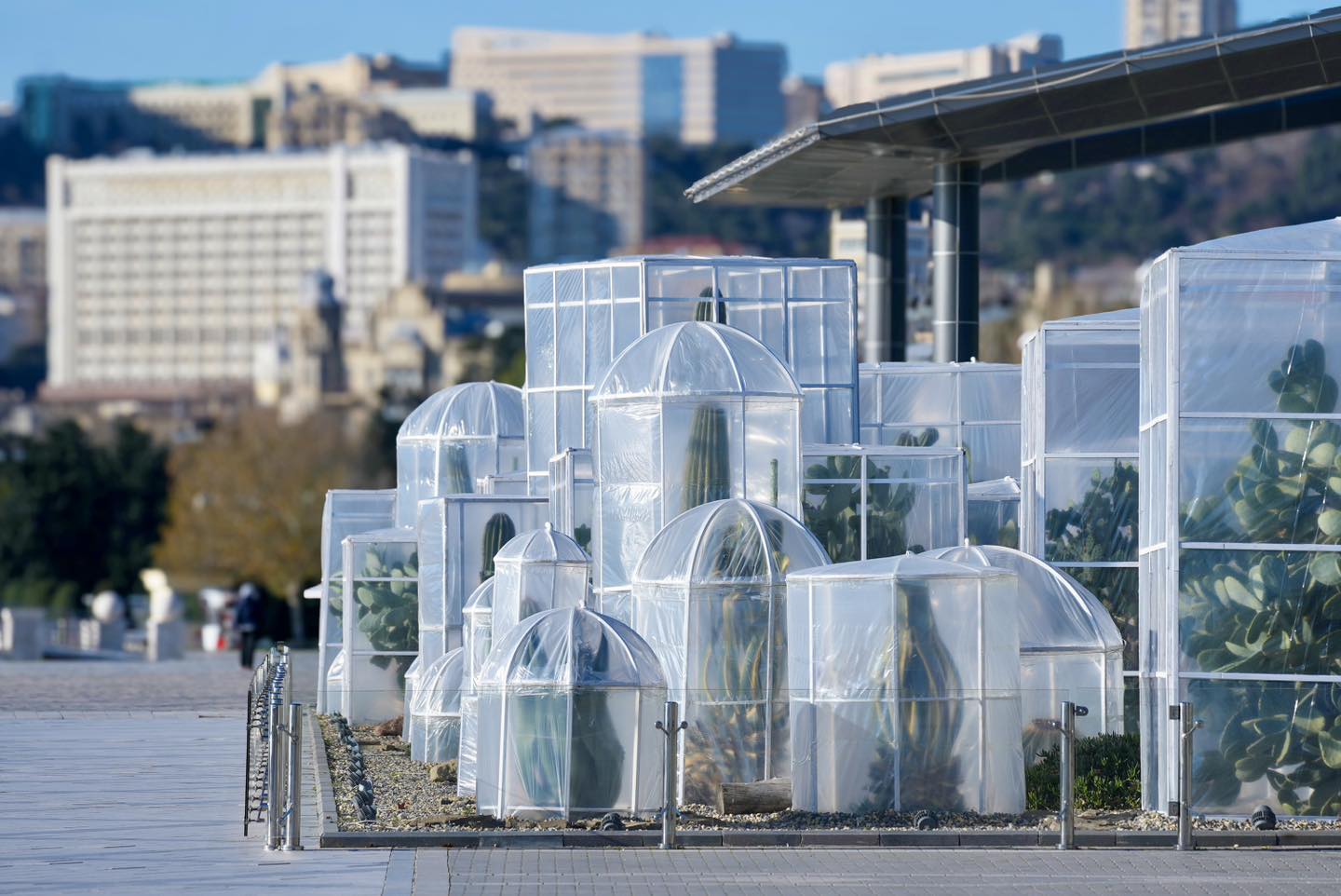 Bakı bulvarındakı kaktuslar bu səbəbdən xüsusi qaydada örtüldü (FOTO)