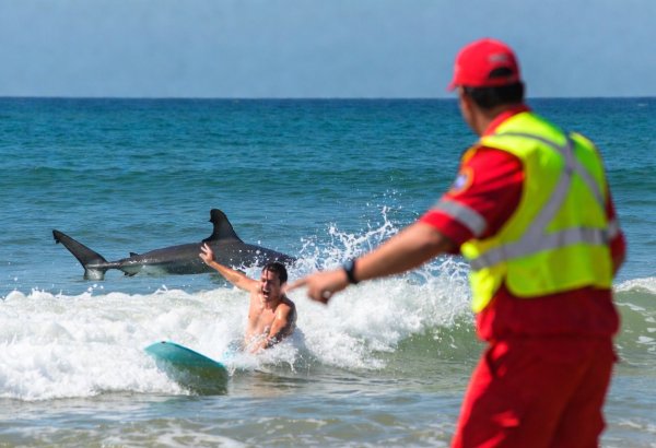 Avstraliyada çimərliklərə köpəkbalığı hücumları başlandı