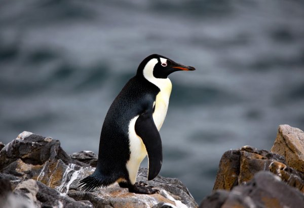 İqlim dəyişikliyi Antarktida pinqvinlərinin çoxalma vaxtını rekord sürətlə dəyişir