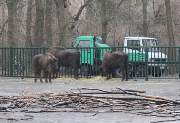 Almaniyadan Azərbaycana 18 zubr yola salınıb (FOTO)