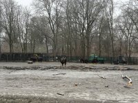 Almaniyadan Azərbaycana 18 zubr yola salınıb (FOTO)