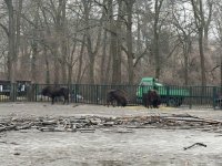 Almaniyadan Azərbaycana 18 zubr yola salınıb (FOTO)