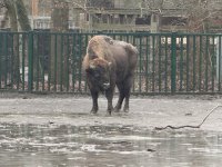 Almaniyadan Azərbaycana 18 zubr yola salınıb (FOTO)