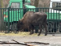 Almaniyadan Azərbaycana 18 zubr yola salınıb (FOTO)