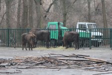 Almaniyadan Azərbaycana 18 zubr yola salınıb (FOTO)