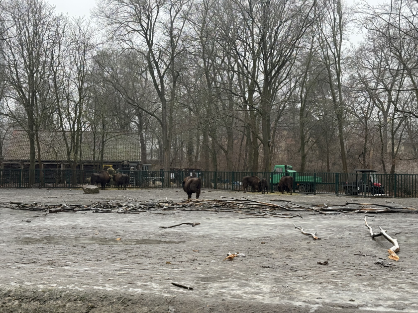 Almaniyadan Azərbaycana 18 zubr yola salınıb (FOTO)