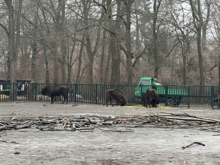 Almaniyadan Azərbaycana 18 zubr yola salınıb (FOTO)