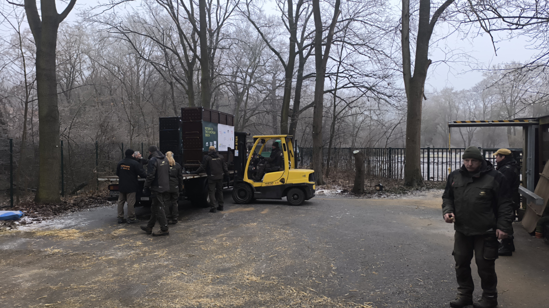 Almaniyadan Azərbaycana 18 zubr yola salınıb (FOTO)