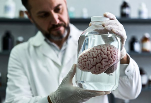 Alimlər hafizəni yaxşılaşdıran təbii vasitələr aşkarladı