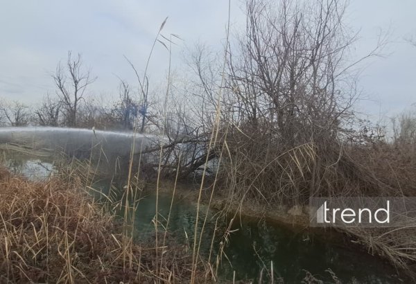 Ağcabədidə çoxillik ağaclar yandı (FOTO)