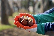 Bakı bulvarında 80 mindən çox dağlaləsi əkiləcək (FOTO)