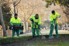 Bakı bulvarında 80 mindən çox dağlaləsi əkiləcək (FOTO)