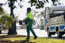 Bakı bulvarında 80 mindən çox dağlaləsi əkiləcək (FOTO)