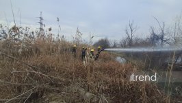 Ağcabədidə çoxillik ağaclar yandı (FOTO)