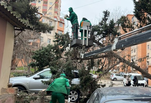 Güclü külək Bakıda onlarla ağaca ziyan vurub (FOTO) (YENİLƏNİB)