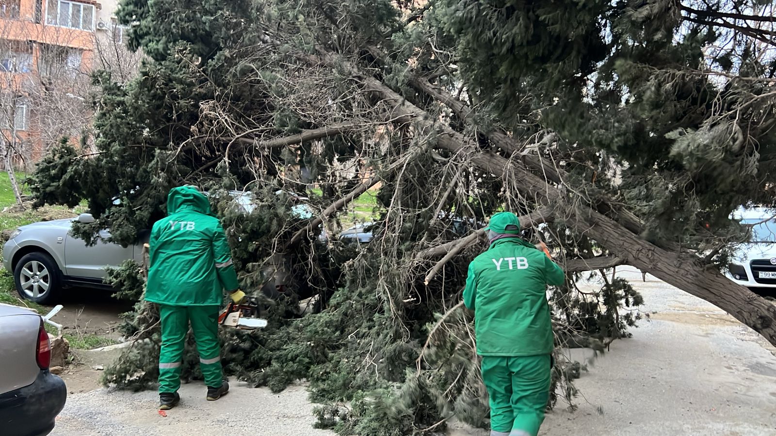 Güclü külək Bakıda onlarla ağaca ziyan vurub (FOTO) (YENİLƏNİB)