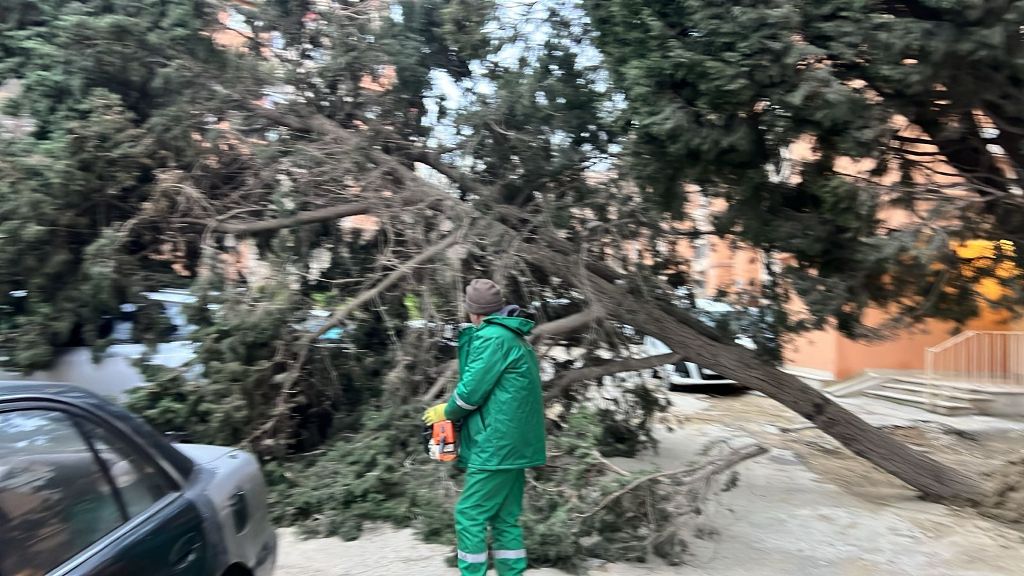 Güclü külək Bakıda onlarla ağaca ziyan vurub (FOTO) (YENİLƏNİB)