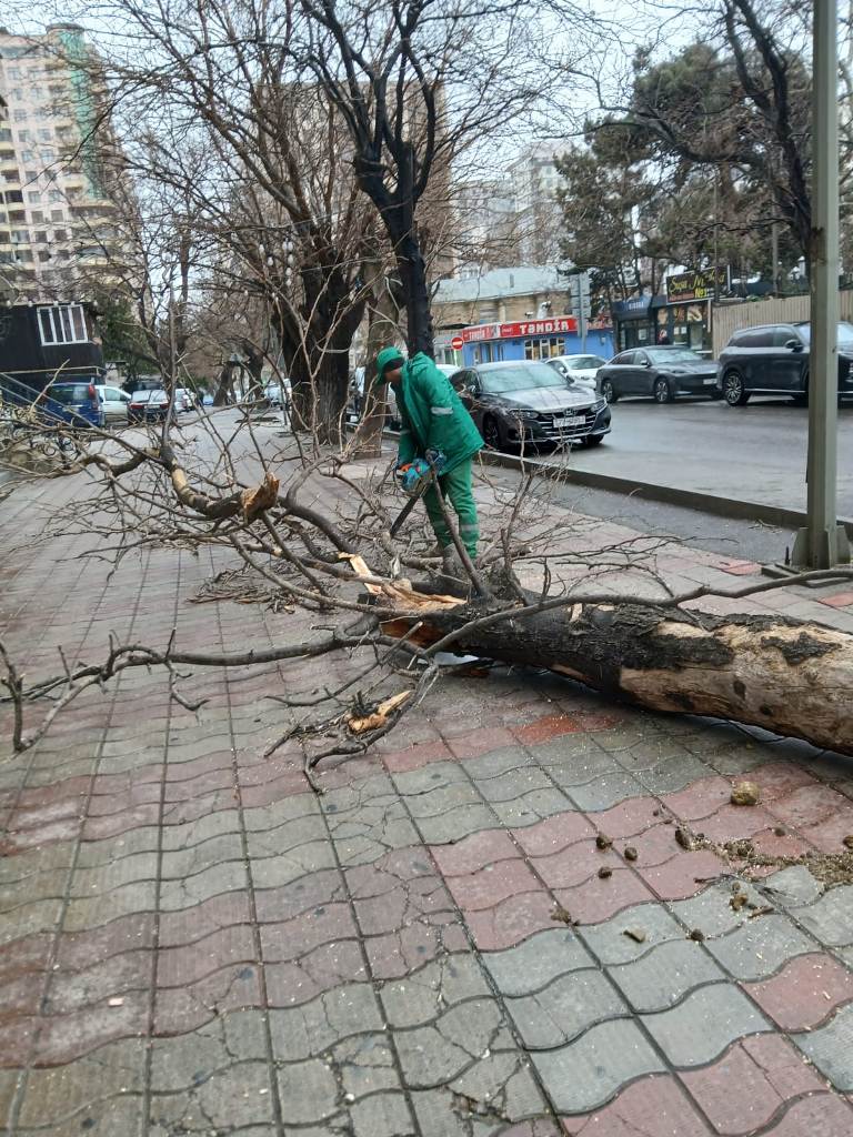 Güclü külək Bakıda onlarla ağaca ziyan vurub (FOTO) (YENİLƏNİB)