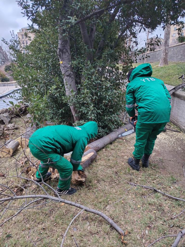 Güclü külək Bakıda onlarla ağaca ziyan vurub (FOTO) (YENİLƏNİB)