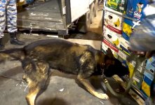 Qarpız yükündə gizlədilən külli miqdarda narkotik vasitə aşkar edildi (FOTO)