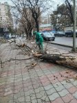 Güclü külək Bakıda onlarla ağaca ziyan vurub (FOTO) (YENİLƏNİB)