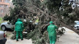 Güclü külək Bakıda onlarla ağaca ziyan vurub (FOTO) (YENİLƏNİB)