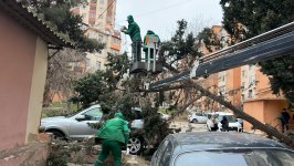 Güclü külək Bakıda onlarla ağaca ziyan vurub (FOTO) (YENİLƏNİB)