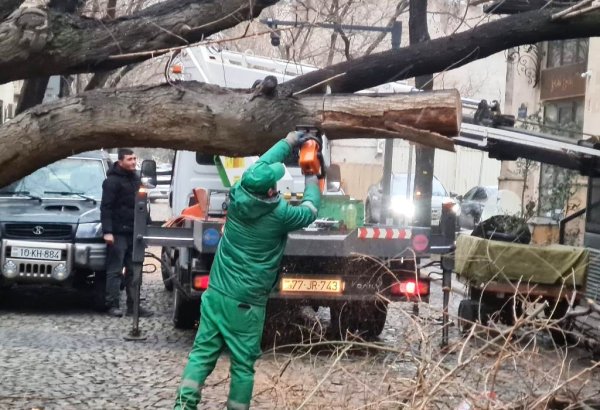İki gündə Bakıda 78 ağac sınıb (FOTO)