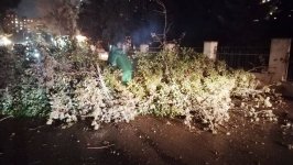 İki gündə Bakıda 78 ağac sınıb (FOTO)