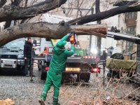 İki gündə Bakıda 78 ağac sınıb (FOTO)