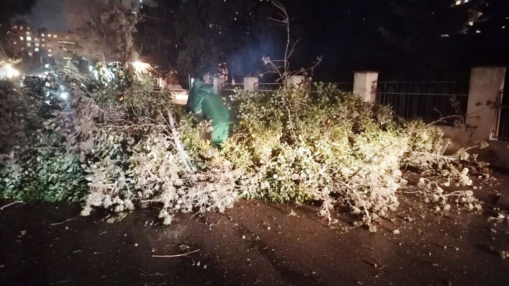 İki gündə Bakıda 78 ağac sınıb (FOTO)