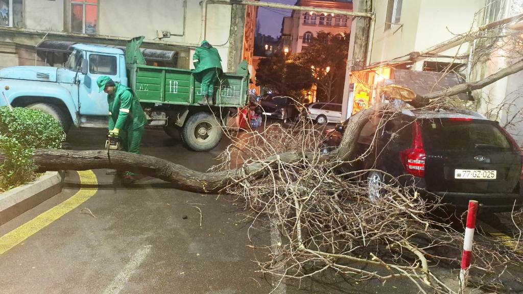 İki gündə Bakıda 78 ağac sınıb (FOTO)