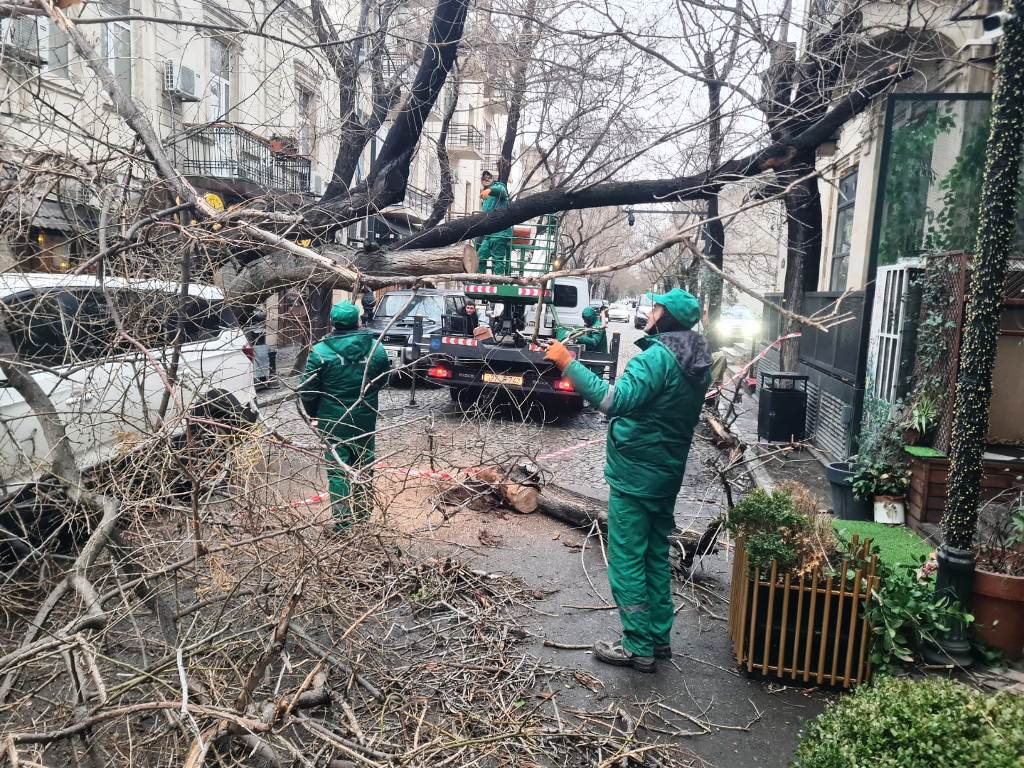 İki gündə Bakıda 78 ağac sınıb (FOTO)