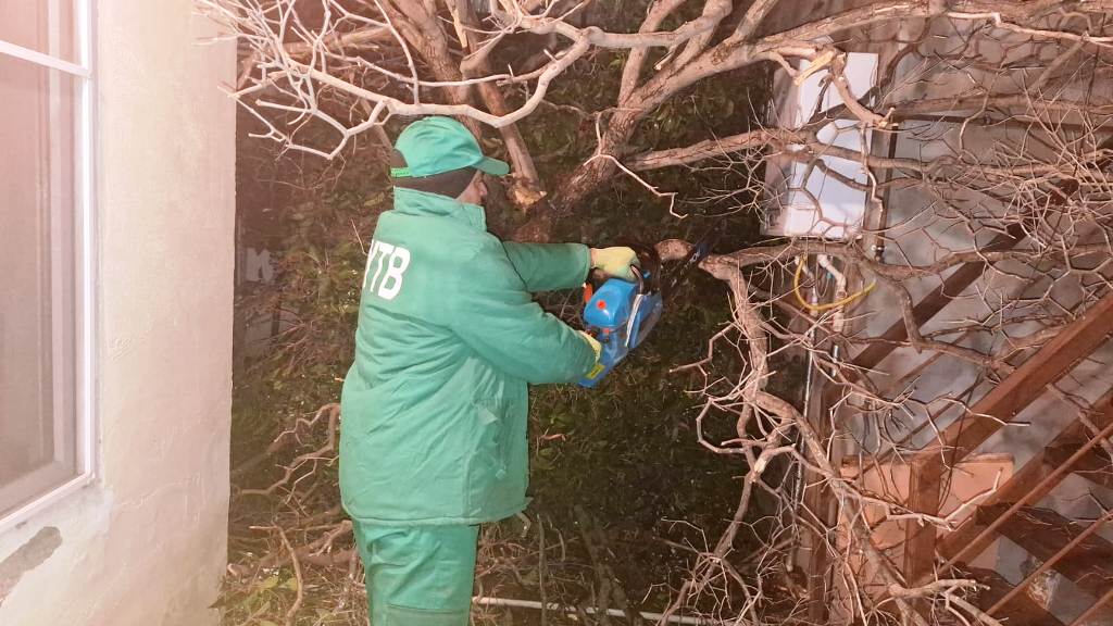 İki gündə Bakıda 78 ağac sınıb (FOTO)