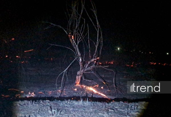 Beyləqanda kolluq sahədə başlayan yanğın meşə zolağına keçdi (FOTO)