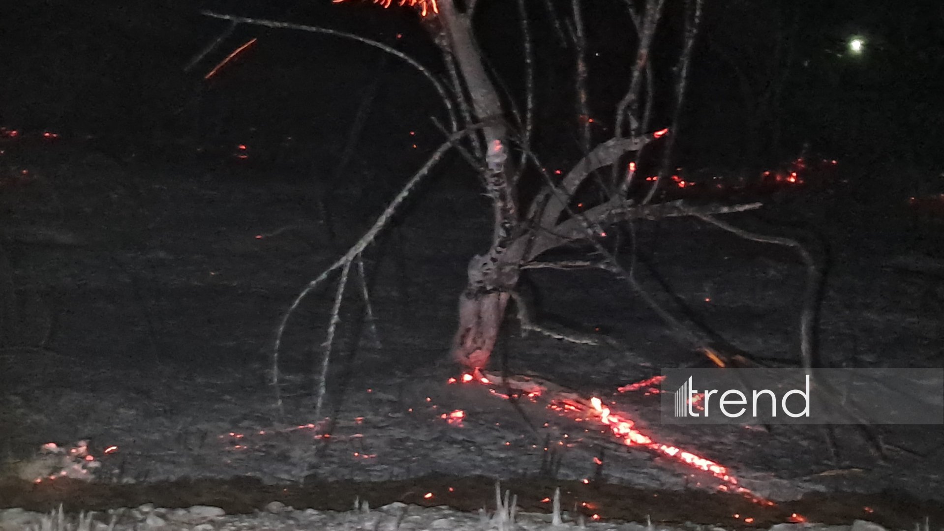 Beyləqanda kolluq sahədə başlayan yanğın meşə zolağına keçdi (FOTO)