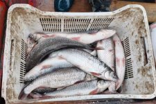 Son iki ayda qanunsuz balıq ovu faktı üzrə 15 000 manat məbləğində cərimə tətbiq olunub (FOTO)