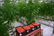 Prezident İlham Əliyev Lənkəran Dövlət Peşə Təhsil Mərkəzinin açılışında iştirak edib (FOTO)