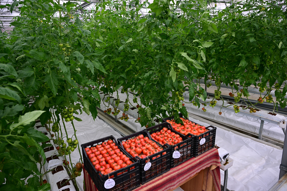 Prezident İlham Əliyev Lənkəran Dövlət Peşə Təhsil Mərkəzinin açılışında iştirak edib (FOTO)