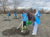 IDEA-nın aksiyası zamanı Zaqatalada 800-dən çox ağac əkilib (FOTO)