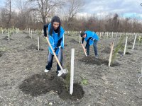 IDEA-nın aksiyası zamanı Zaqatalada 800-dən çox ağac əkilib (FOTO)