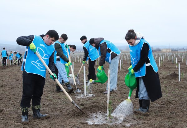 Şəki və Qəbələdə 1500-ə yaxın ağac əkilib (FOTO)