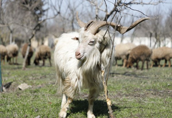 ÜHST Azərbaycanın xırdabuynuzlu heyvanların taunu xəstəliyindən azad ölkə statusunu təsdiqləyib