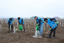 Şəki və Qəbələdə 1500-ə yaxın ağac əkilib (FOTO)