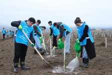 Şəki və Qəbələdə 1500-ə yaxın ağac əkilib (FOTO)